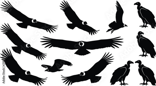 Foto Condor and vulture bird black silhouette set flying soaring and perched wild pre