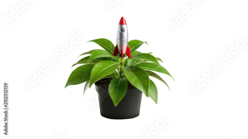 Cute green succulent plant in a small black pot