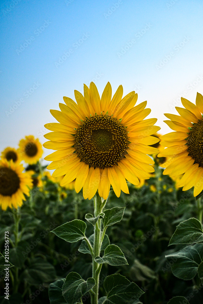 Fototapeta premium Vibrant Yellow Sunflower in Full Bloom Facing Camera in Field at Golden Hour, Summer Landscape