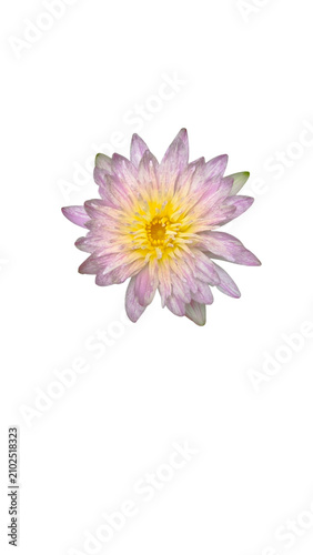 Cuadro en lienzo Pink and yellow water lily bloom isolated on white background with waterlily
