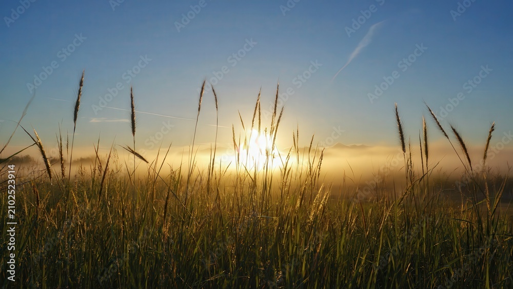 Fototapeta premium Golden sunrise over misty meadow grass field