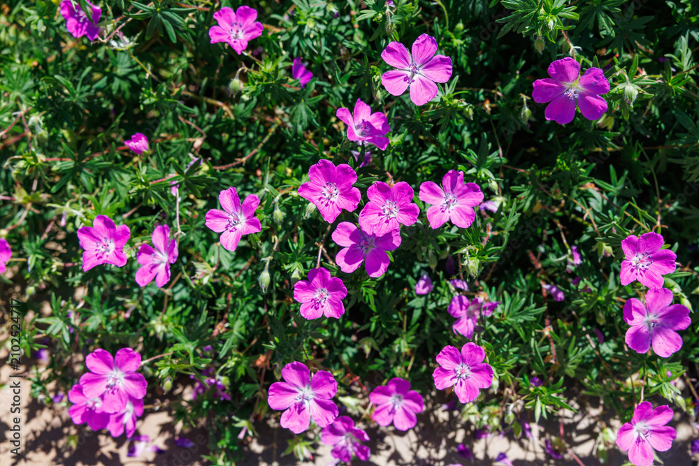 Fototapeta premium Beautiful pink geranium flowers blooming in the garden.