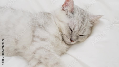 Small Scottish kitten lying down on white bed of relaxing and cozy wellbeing in home.