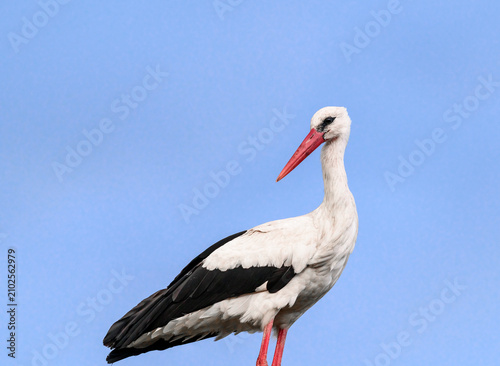 Fotografía White stork with red beak, close-up observation of a stork, live bird