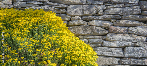 yellow alyssum flowers covering a part of stone wall with copy space on the right
