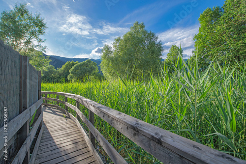 pedestrian wooden bridge crossing in the green  leaves of reeds a  nature reserve in the biotope of Idro lake  in mountain, trento country Italy