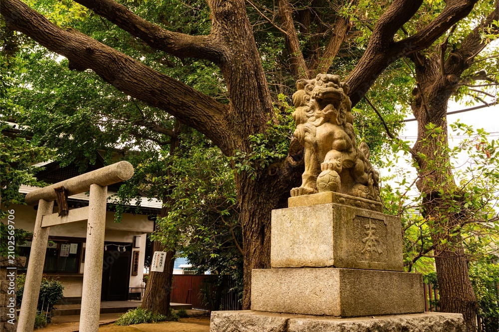 Obraz premium Stone Komainu Guardian Statue and Torii Gate at Shinto Shrine Surrounded by Ancient Trees, Tokyo, Japan