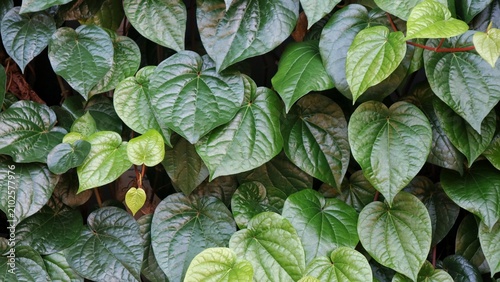 Fotografie Betel leaf vine with green heart-shaped leaves