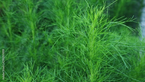 Cuadro en lienzo Close up of delicate green feathery plant foliage background