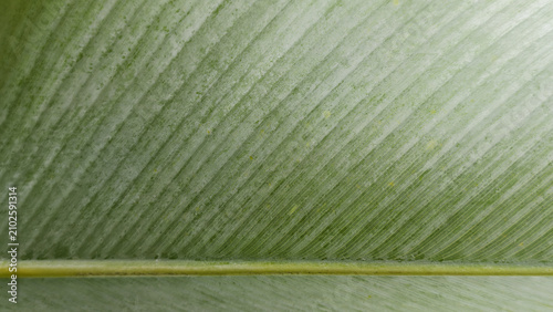 a close-up macro view of a large green plant leaf, highlighting its intricate parallel veins and natural textures.