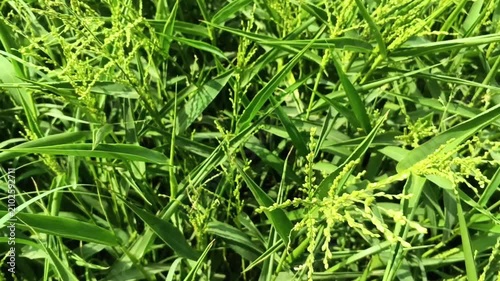 Lush green grass and wild cereal plants growing naturally in a sunlit field