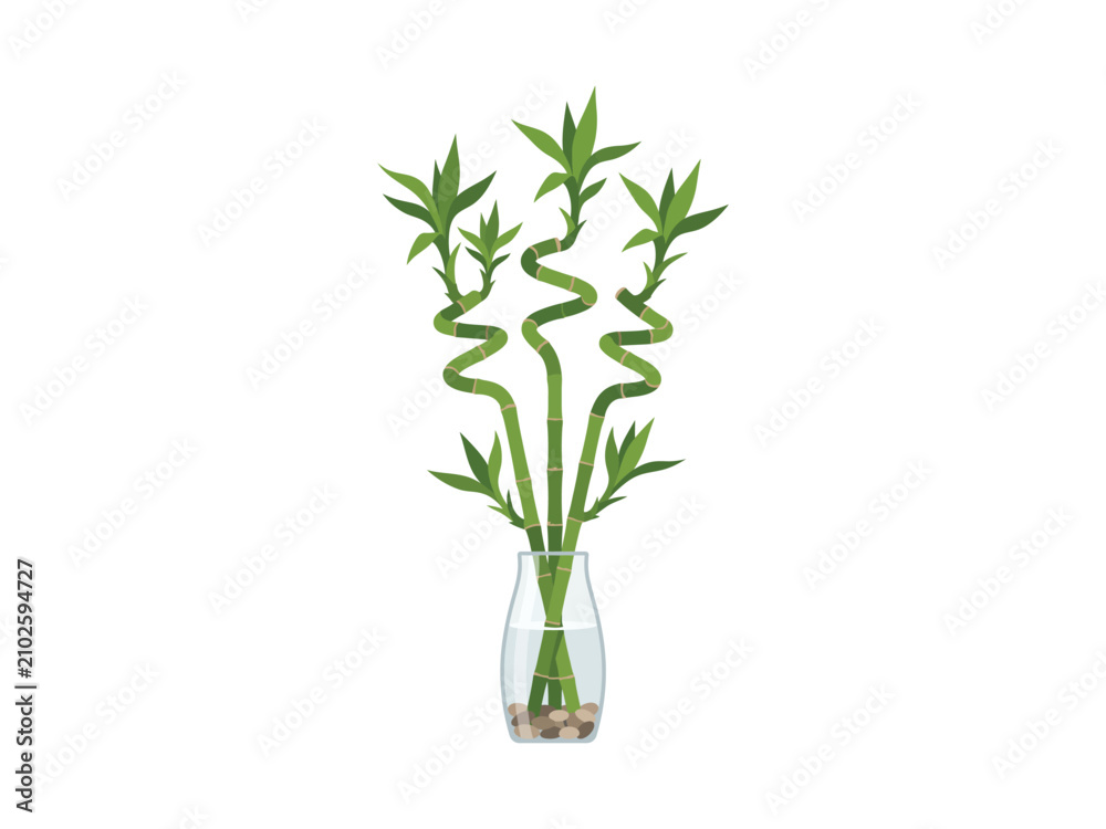 Fototapeta premium Green lucky bamboo stalks vase decoration