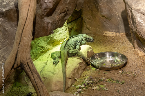 Exotic reptile with a long tail rests among rocks, sand and wooden branches.