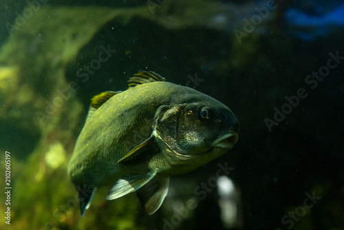 Large Dark Freshwater Fish Swimming Slowly Through a Green Aquarium