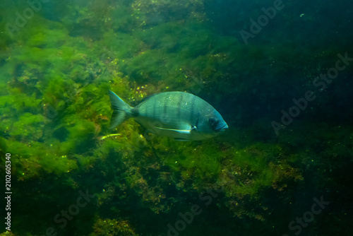 Single Zebra Seabream Swimming Above Green Algae Inside a Marine Aquarium