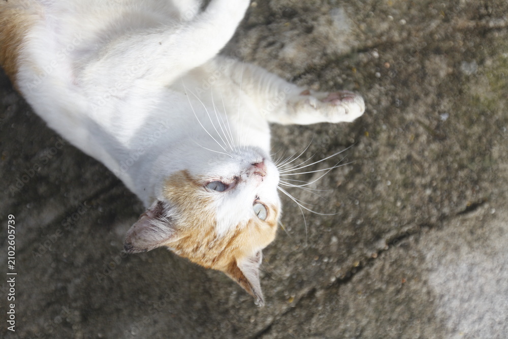 Obraz premium White and Orange Domestic Cat Sitting Outdoors in Natural Garden