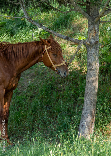 Cuadro en lienzo A chestnut brown horse is tied to a tree trunk in the shade during a hot summer day, with many flies buzzing around and biting its face, especially near the eyes and chest area