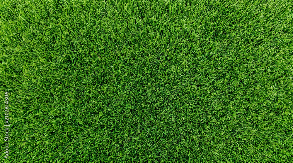 Fototapeta premium Lush Green Grass Lawn Texture Background, Top View Natural Turf Pattern