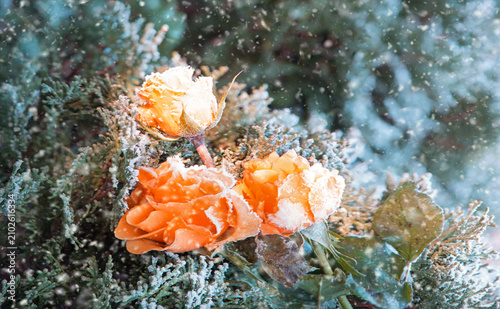 Forgotten flower covered with cold needles of frost