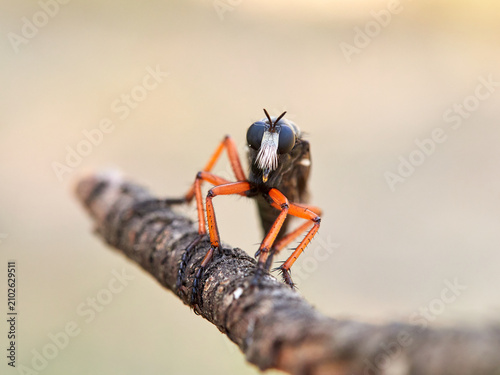Dasypogon Robber Flies (Family Asilidae)