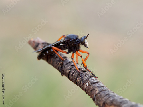 Dasypogon Robber Flies (Family Asilidae)