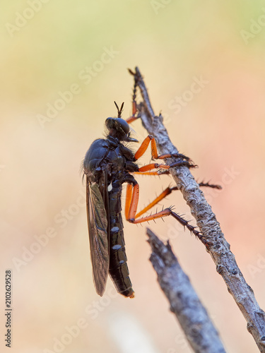 Dasypogon Robber Flies (Family Asilidae)