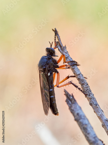 Dasypogon Robber Flies (Family Asilidae)