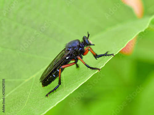 Dasypogon Robber Flies (Family Asilidae)