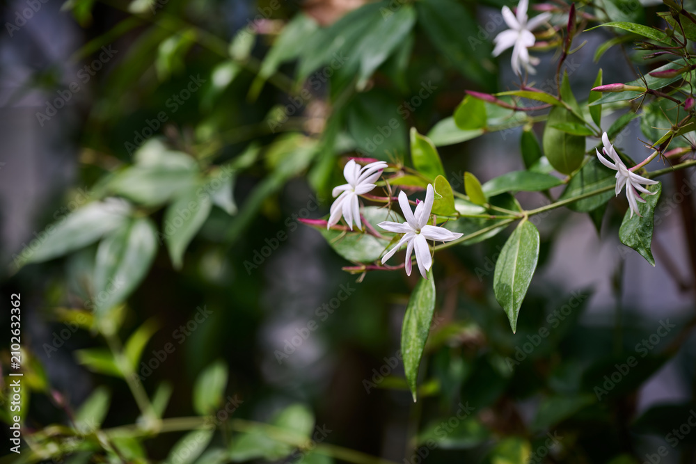 Fototapeta premium White star jasmine flowers blooming among glossy green leaves with copy space