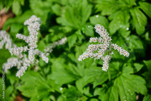 Foto White Mukdenia rossii rockfoil flowers blooming above lush green leaves with dew