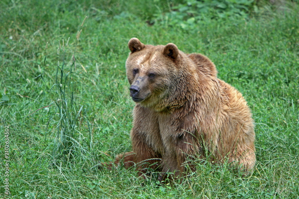 Fototapeta premium Braunbär