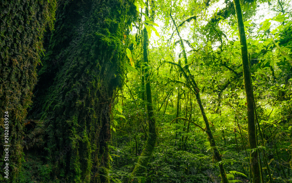Obraz premium Tree trunk to green leaves of tree in forest with sun light. Fresh environment in green woods. Forest tree on sunny day. Natural carbon capture. Sustainable conservation and ecology. Green carbon sink