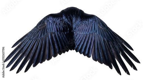 Pair of dark iridescent raven wings spread wide isolated on white