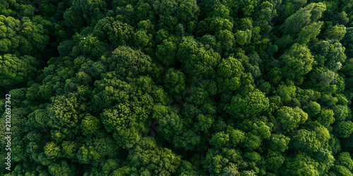 Top down aerial view dense green forest canopy featuring lush summer foliage and natural textures of wilderness woodland landscape.