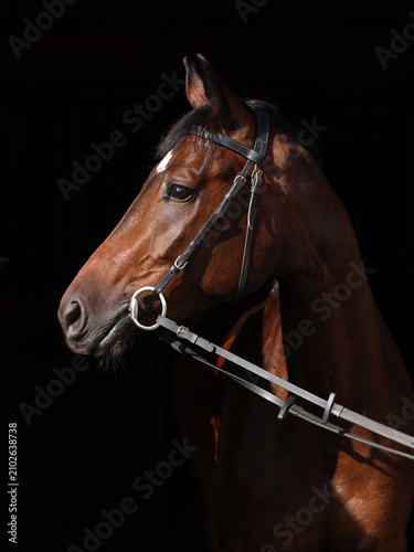 Bay thoroughbred racehorse portrait in black background
