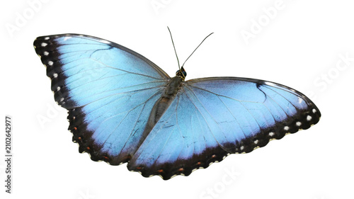 Canvastavla Blue morpho butterfly with detailed wings spread isolated on white background bu