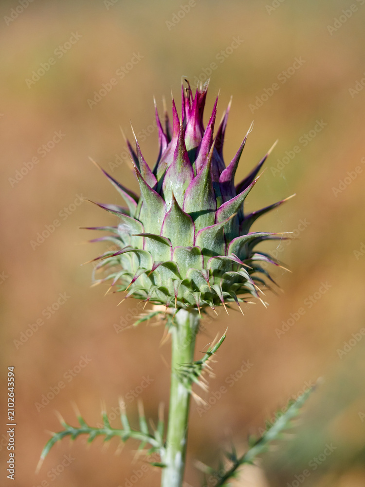 Fototapeta premium Wild Artichoke (Cynara humilis). Dwarf Thistle. Mediterranean Flora: Wild Purple Artichoke Thistle