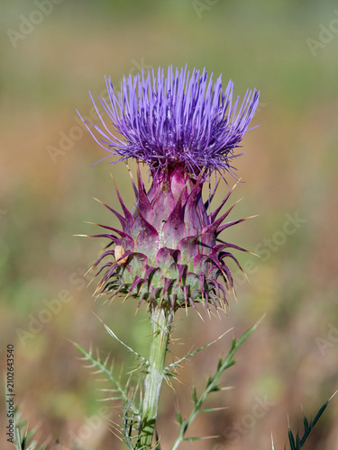 Wild Artichoke (Cynara humilis). Dwarf Thistle. Mediterranean Flora: Wild Purple Artichoke Thistle