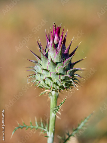 Wild Artichoke (Cynara humilis). Dwarf Thistle. Mediterranean Flora: Wild Purple Artichoke Thistle
