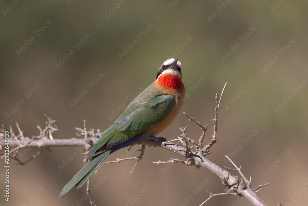 Fototapeta premium White-fronted Bee-eater (Merops bullockoides) perched on a branch. Taken in Kruger National Park, South Africa