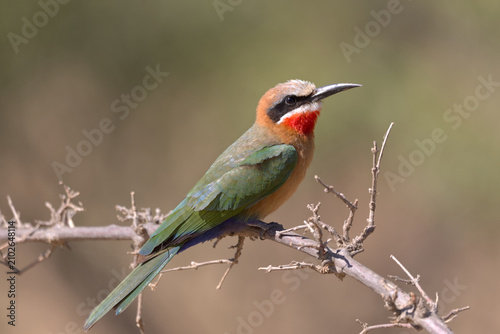 Photos White-fronted Bee-eater (Merops bullockoides) perched on a branch