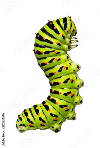 Cuadro en lienzo Swallowtail caterpillar isolated on transparent background