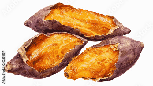 roasted sweet potato isolated watercolor vector illustration svg