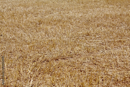 Tableau sur toile harvest time: field of wheat