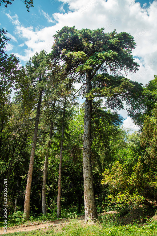 Fototapeta premium A black pine tree on a clear sunny day. Flora domestic indoor plants and flowers.