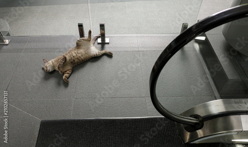 Relaxed Cat Sleeping on Modern Indoor Floor Near Escalator