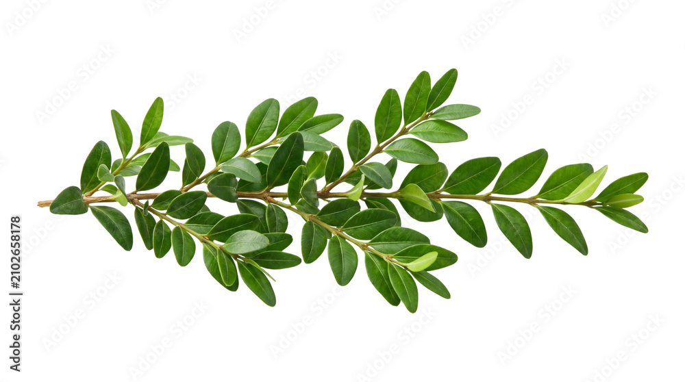 Obraz premium Olive branch with green leaves isolated on transparent background