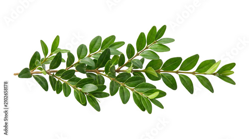 Olive branch with green leaves isolated on transparent background