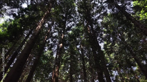 Drone Flight Through Forest Canopy at Oughaval Mass Rock