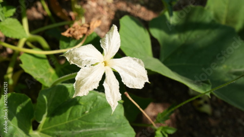 Fotografie White Bottle Gourd Flower Blooming on Green Vine